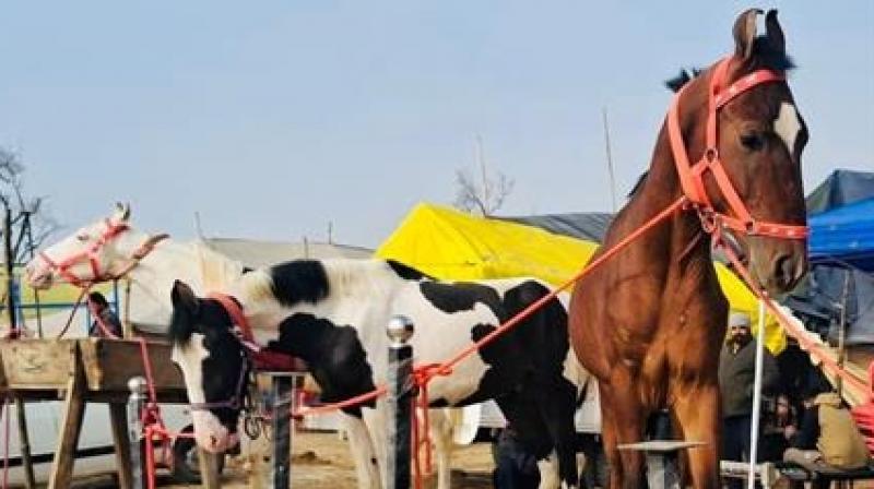 Sri Muktsar Sahib Maghi Mela News