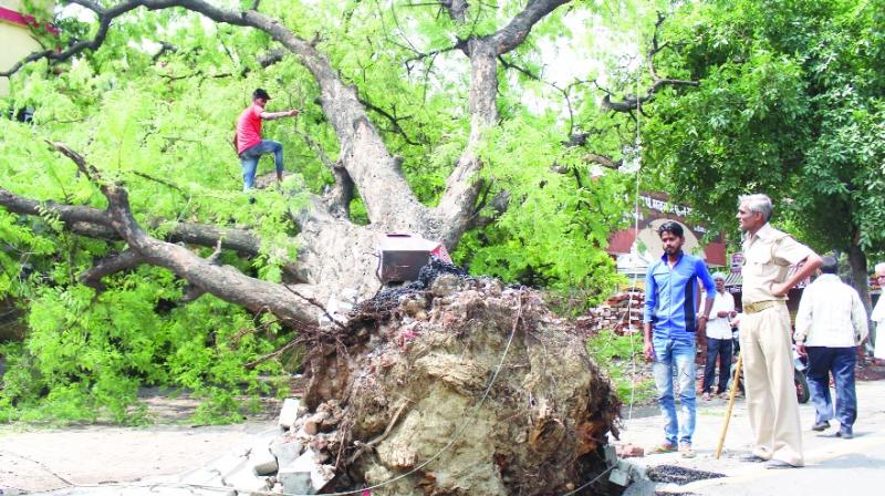 Tree Falls due to Windy Storm