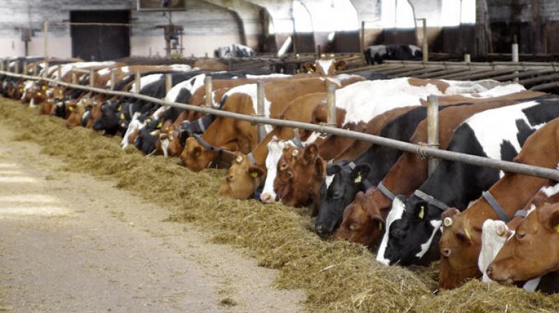 Helpful tips for farmers in the business of animal husbandry Helpful tips for farmers in the business of animal husbandry