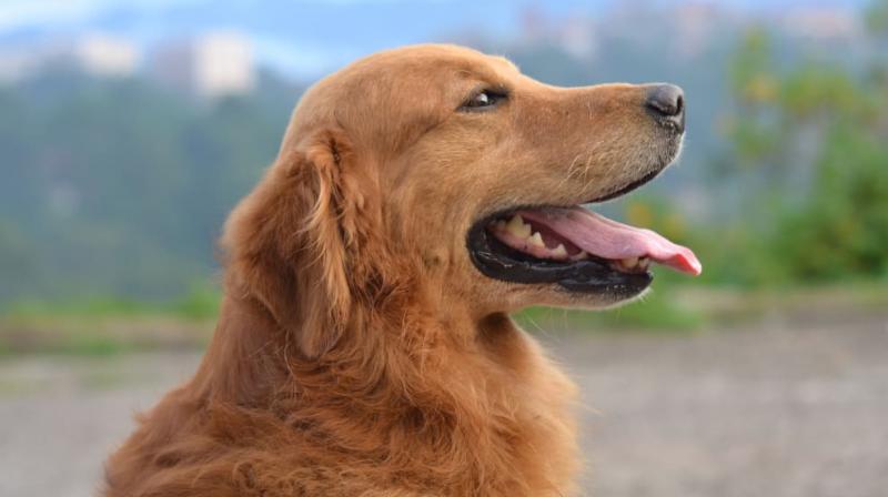 dog dog