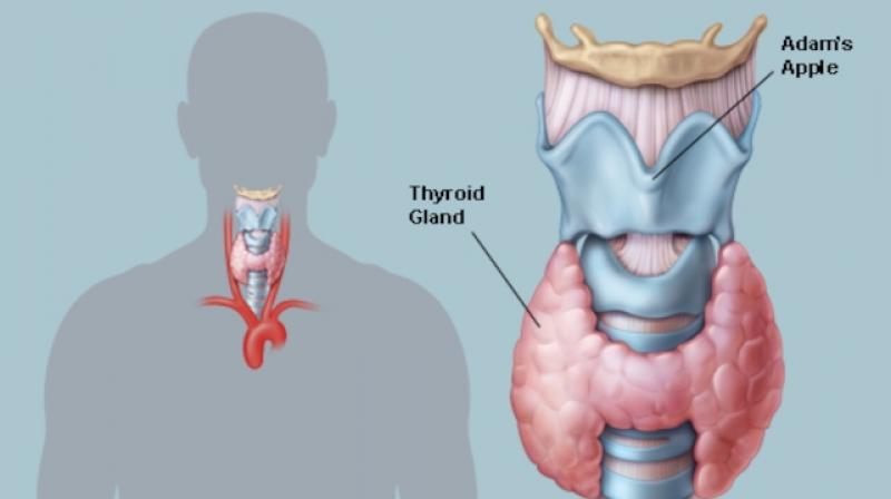 Thyroid Thyroid