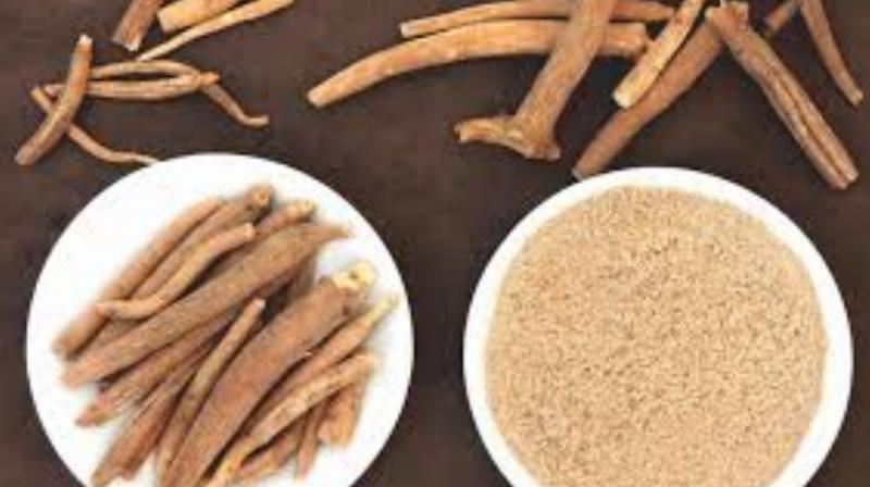 Ashwagandha is an elixir for the body Ashwagandha is an elixir for the body