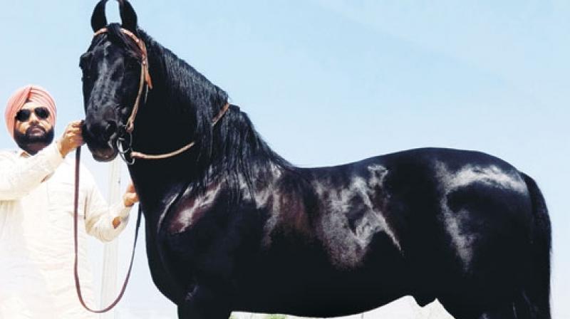 Black Horse