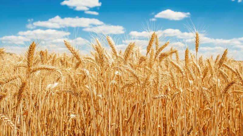 Wheat Wheat