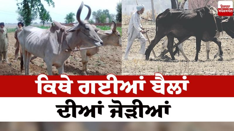 Where did the pairs of oxen go Punjabi Culture News in punjabi Where did the pairs of oxen go Punjabi Culture News in punjabi