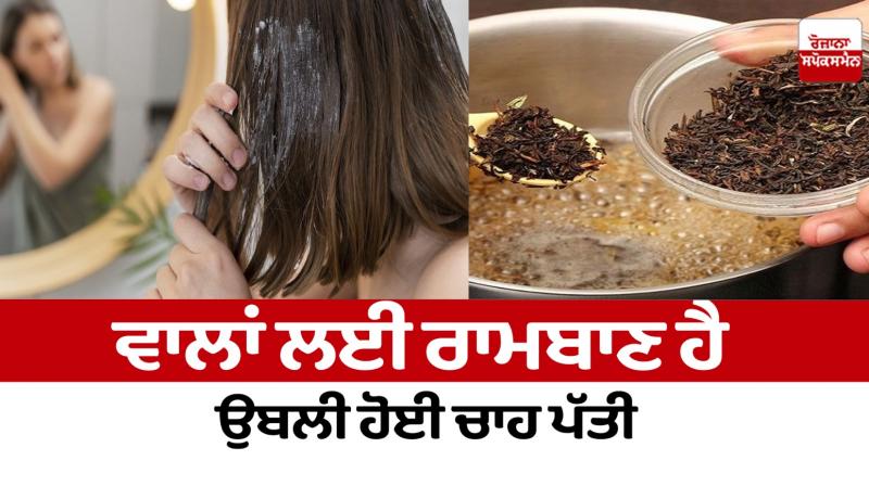 Boiled tea leaves are a panacea for hair Beauty Tips Boiled tea leaves are a panacea for hair Beauty Tips