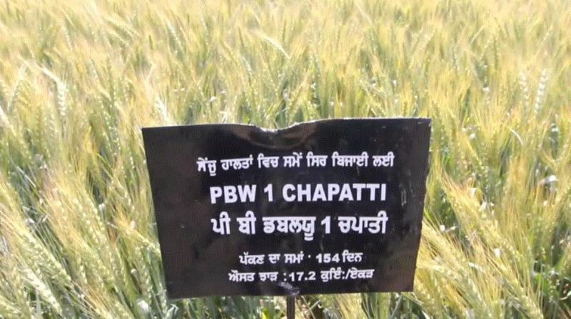 New wheat made by PAU New wheat made by PAU