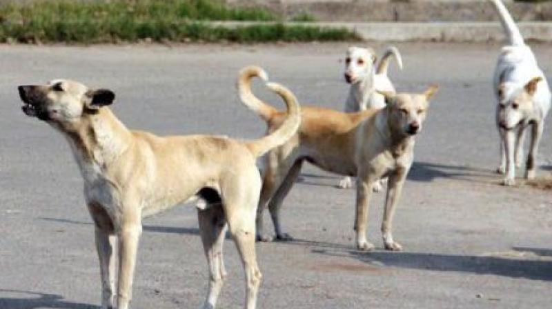  In Uttar Pradesh, dogs attacked another innocent girl