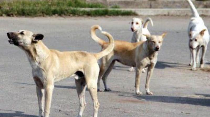 In Uttar Pradesh, dogs attacked another innocent girl In Uttar Pradesh, dogs attacked another innocent girl