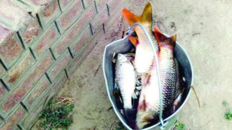 Dead Fishes Dead Fishes