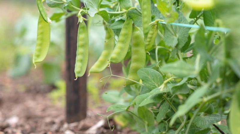 peas Cultivation 