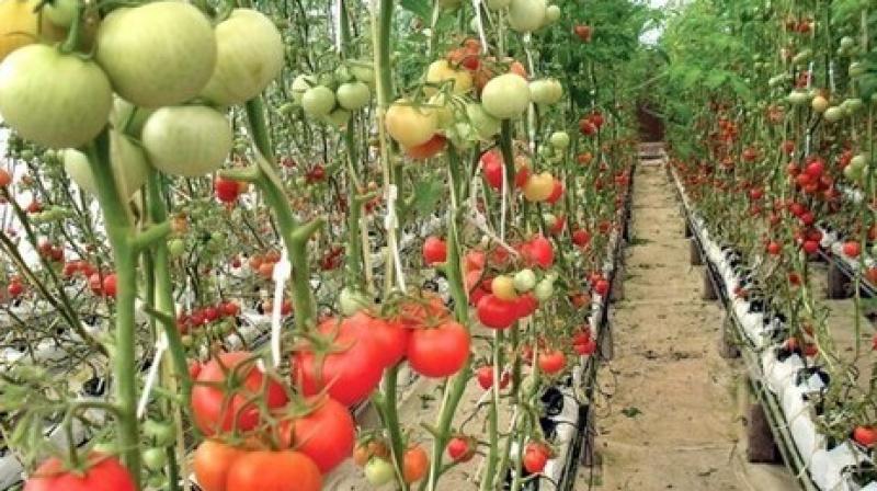 tomato farming punjab