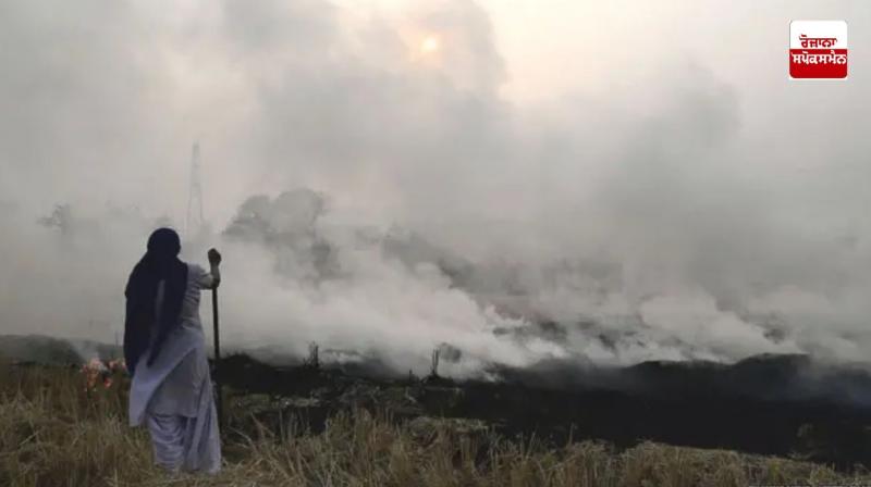 70 percent reduction in stubble burning incidents in Punjab: NGT Report 70 percent reduction in stubble burning incidents in Punjab: NGT Report