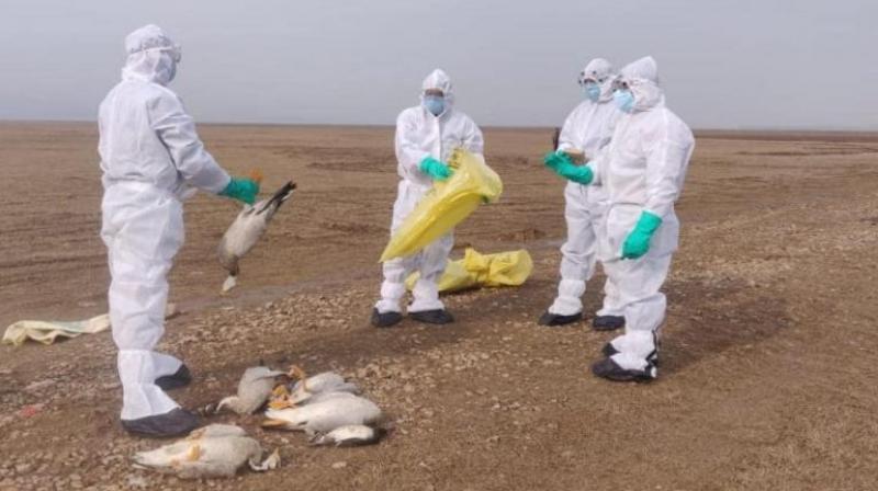 Bird Flu Bird Flu