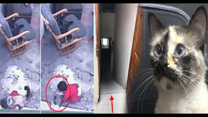 Cat save 1 year old baby life Cat save 1 year old baby life
