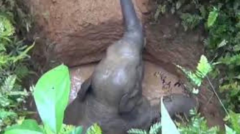 Elephant Elephant