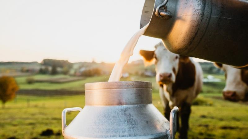 Milkfed raises milk procurement prices Milkfed raises milk procurement prices