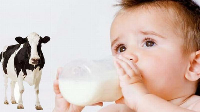 Cow milk is harmful for newborn baby