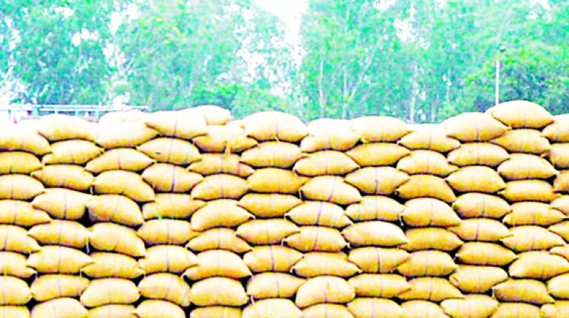 Paddy Bags Paddy Bags