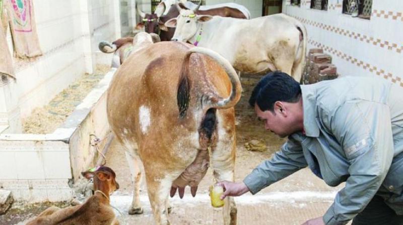 Taking Cow's urine Taking Cow's urine