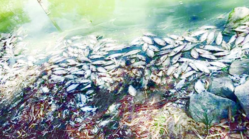 Decreased environmental balance with the death of millions of fish in Australia Decreased environmental balance with the death of millions of fish in Australia