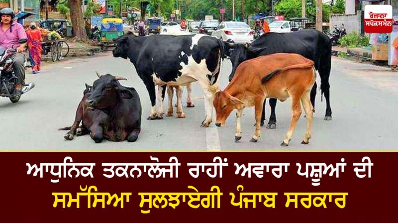 Punjab Government will solve problem of stray animals through technology Punjab Government will solve problem of stray animals through technology