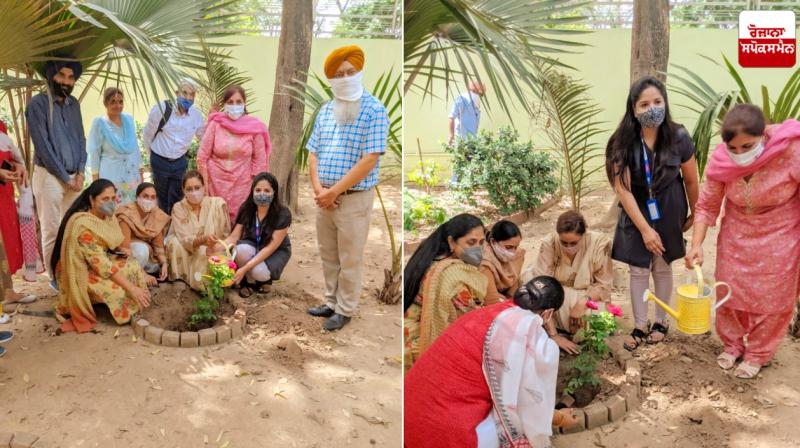 Tree plantation drive Tree plantation drive