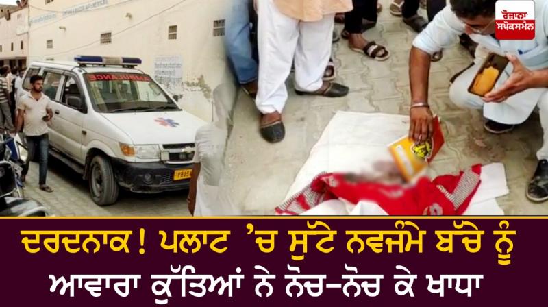 Stray dogs eat newborn baby Stray dogs eat newborn baby