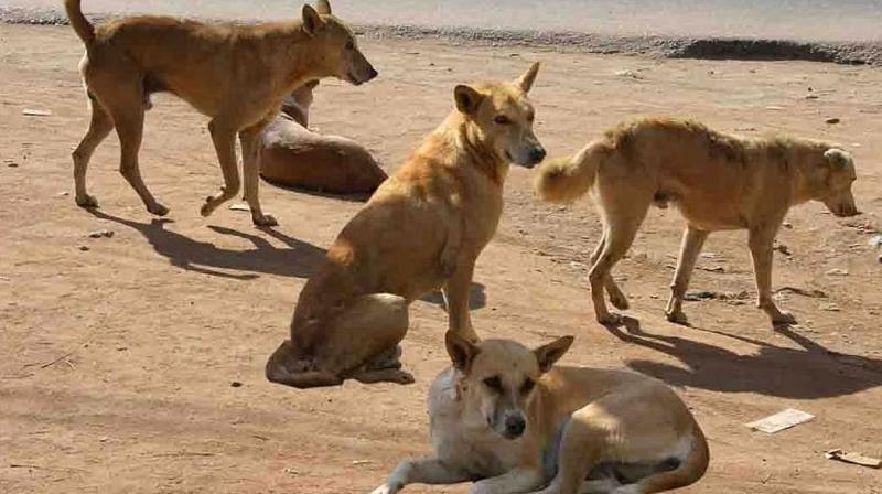 60-yr-old killed after stray dogs attack him in Dwarka