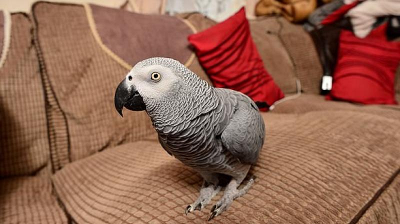 Grey Parrot