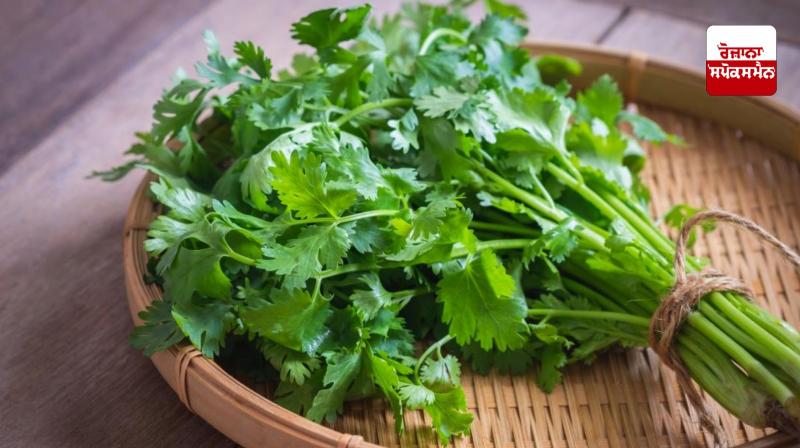 benefits Coriander benefits Coriander