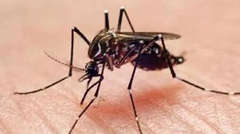 Patna dengue diseases preads in patna fastly