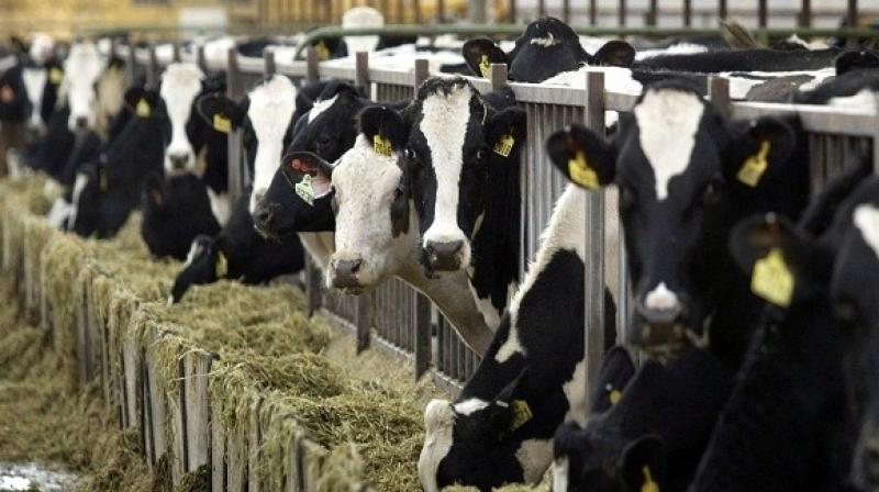 A two-week dairy farming training program from December 18