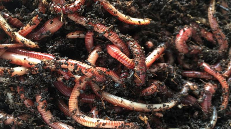 Earth worms fertilizer