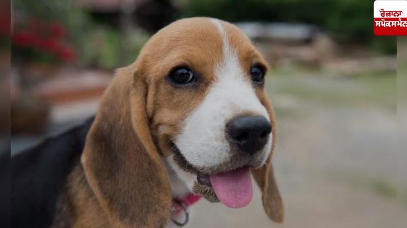 Dog owners and breeders will have to register Dog owners and breeders will have to register