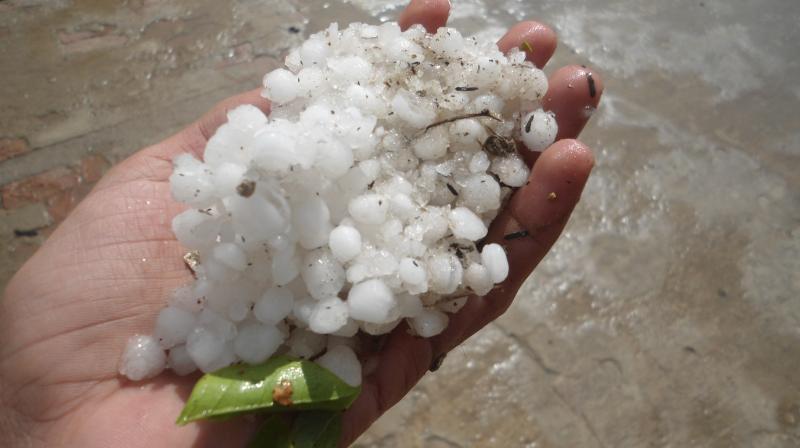 One day's rains and hailstorms in Punjab ruined paddy and wheat crops One day's rains and hailstorms in Punjab ruined paddy and wheat crops