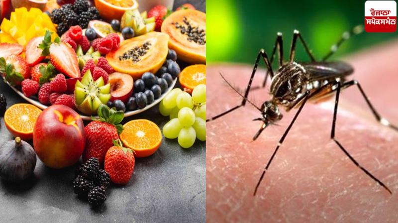 Dengue Health News in punjabi Dengue Health News in punjabi