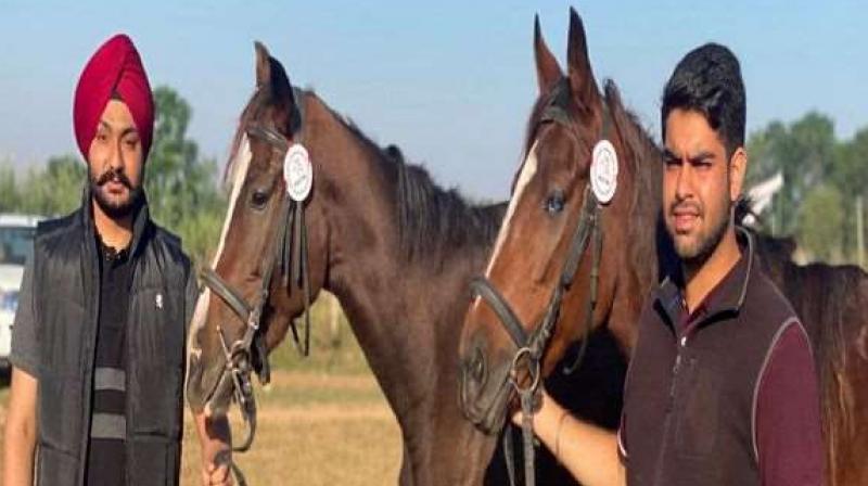 Horse Riding Horse Riding