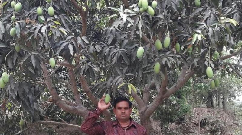 Dussehri Mango Dussehri Mango