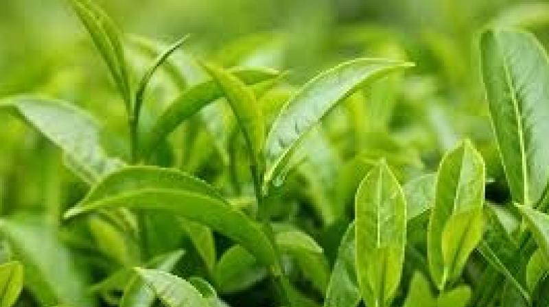 Turkey will now buy tea leaves from India Turkey will now buy tea leaves from India