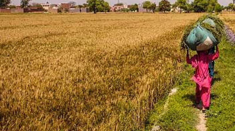 punjabi farmer lady