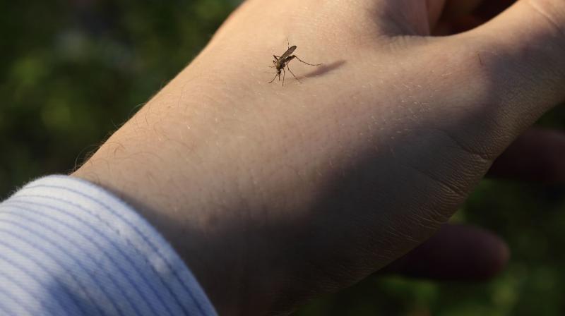 Mosquitoes bite cause many diseases Mosquitoes bite cause many diseases