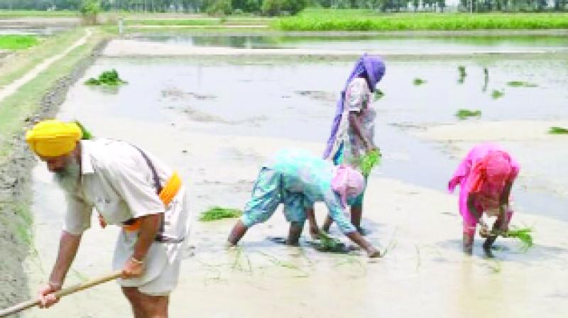 Farmers Farming