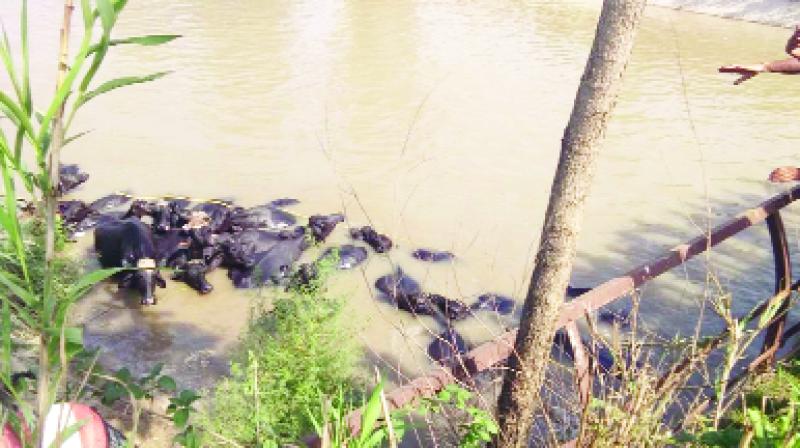 Dead Buffaloes Dead Buffaloes