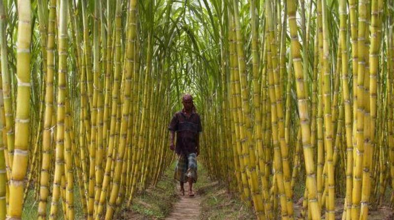 Sugarcane Sugarcane