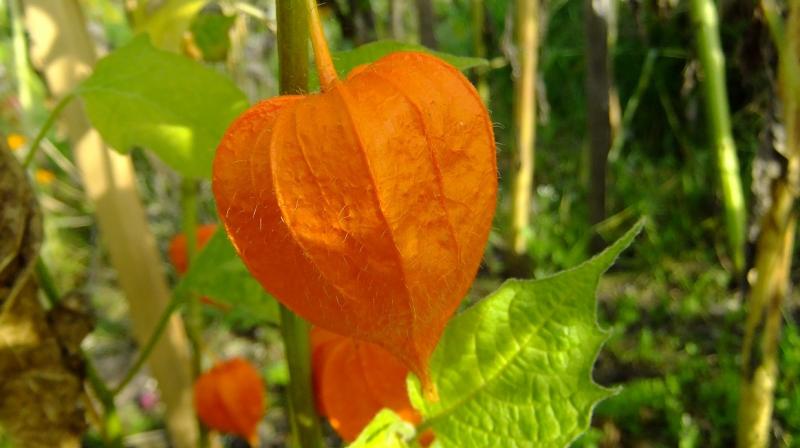 Cultivation of Ashwagandha Cultivation of Ashwagandha