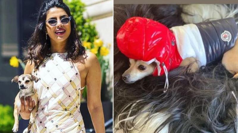 Priyanka and her pet Priyanka and her pet