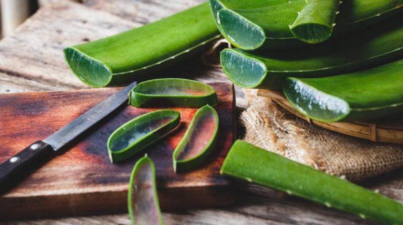 aloe vera aloe vera
