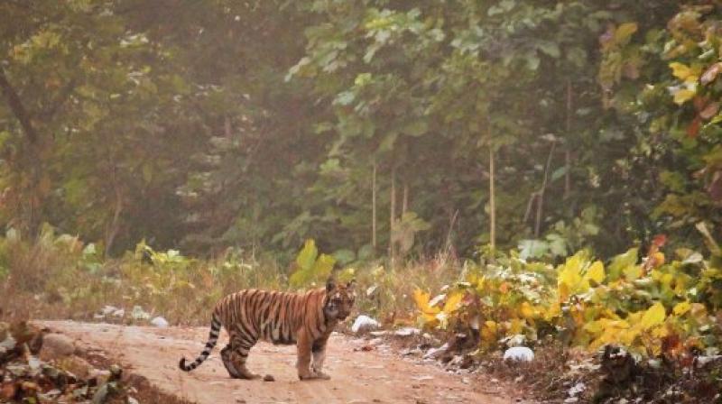 Tiger at Rajaji Tiger reserve
