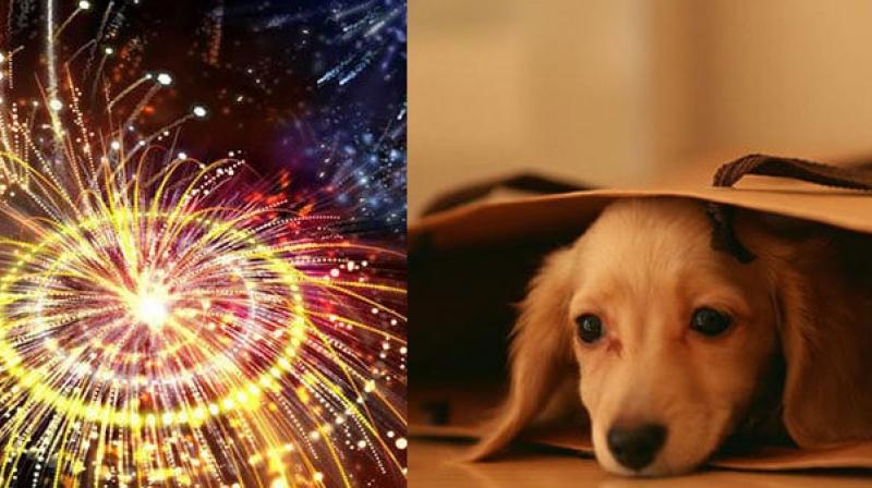 pet care tips pet care tips